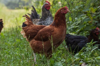 Free-range Sasso red chicken